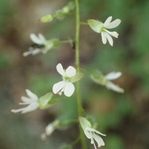 Photographie n°2538009 du taxon Circaea lutetiana L.