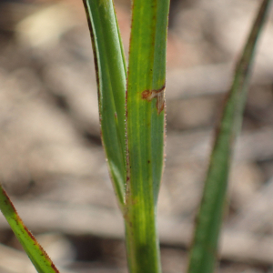 Photographie n°2538012 du taxon Dianthus carthusianorum L.