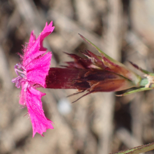 Photographie n°2538013 du taxon Dianthus carthusianorum L.