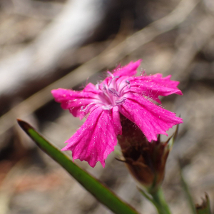 Photographie n°2538014 du taxon Dianthus carthusianorum L.