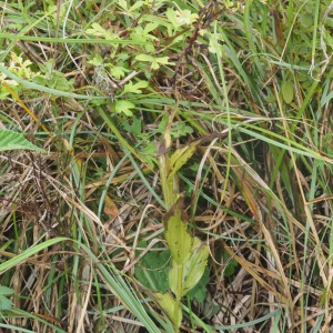 Photographie n°2538029 du taxon Epipactis helleborine (L.) Crantz [1769]