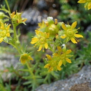 Photographie n°2538042 du taxon Saxifraga aizoides L.