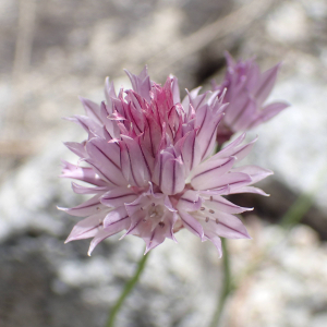 Photographie n°2538058 du taxon Allium schoenoprasum L.