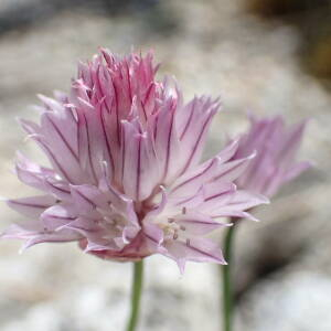 Photographie n°2538059 du taxon Allium schoenoprasum L.