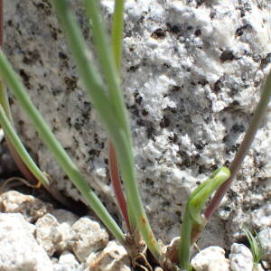 Photographie n°2538060 du taxon Allium schoenoprasum L.