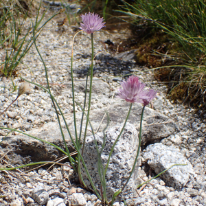 Photographie n°2538061 du taxon Allium schoenoprasum L.