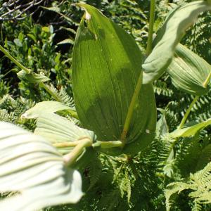 Photographie n°2538067 du taxon Streptopus amplexifolius (L.) DC.