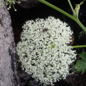 Imperatorium ostruthium L. (Benjoin)