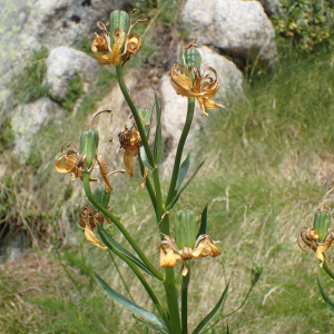 Photographie n°2538113 du taxon Lilium pyrenaicum Gouan