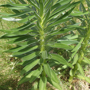 Photographie n°2538114 du taxon Lilium pyrenaicum Gouan