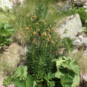 Photographie n°2538116 du taxon Lilium pyrenaicum Gouan