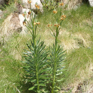 Photographie n°2538117 du taxon Lilium pyrenaicum Gouan