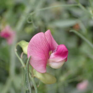 Photographie n°2538144 du taxon Lathyrus sylvestris L.