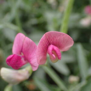  - Lathyrus sylvestris L.