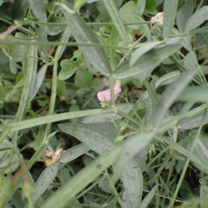 Photographie n°2538147 du taxon Lathyrus sylvestris L.