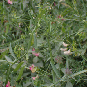 Photographie n°2538148 du taxon Lathyrus sylvestris L.