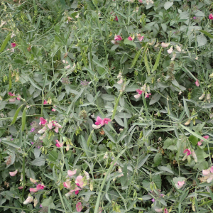  - Lathyrus sylvestris L.