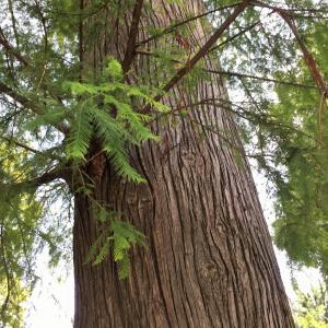 Photographie n°2538153 du taxon Taxodium distichum (L.) Rich. [1810]