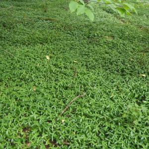 Photographie n°2538165 du taxon Epipactis purpurata Sm. [1828]