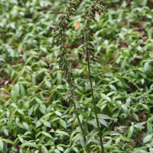 Photographie n°2538166 du taxon Epipactis purpurata Sm. [1828]