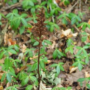 Photographie n°2538170 du taxon Neottia nidus-avis (L.) Rich. [1817]