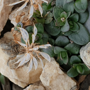 Photographie n°2538176 du taxon Noccaea rotundifolia (L.) Moench [1802]