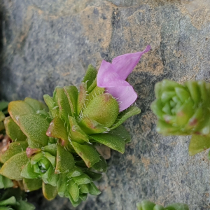 Photographie n°2538185 du taxon Saxifraga oppositifolia L. [1753]