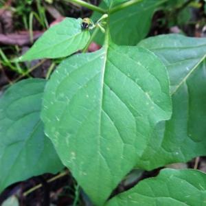 Photographie n°2538198 du taxon Solanum nigrum L. [1753]