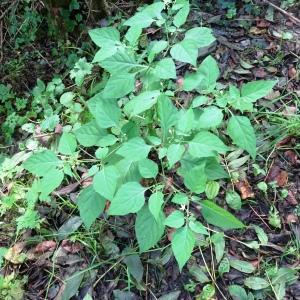 Photographie n°2538199 du taxon Solanum nigrum L. [1753]