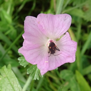 Photographie n°2538246 du taxon Malva moschata L.