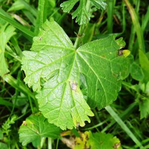 Photographie n°2538250 du taxon Malva moschata L.