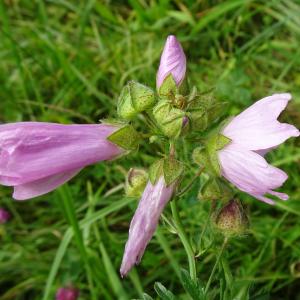 Photographie n°2538251 du taxon Malva moschata L.