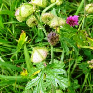 Photographie n°2538252 du taxon Malva moschata L.