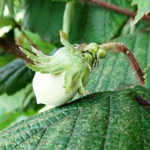 Photographie n°2538263 du taxon Corylus avellana L.