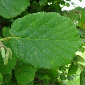 Photographie n°2538265 du taxon Corylus avellana L.