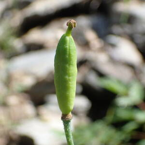 Photographie n°2538291 du taxon Papaver cambricum L.