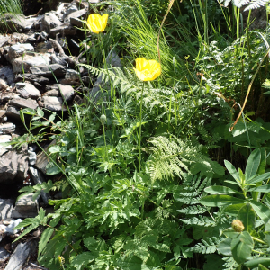 Photographie n°2538295 du taxon Papaver cambricum L.