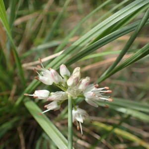 Photographie n°2538312 du taxon Allium ericetorum Thore