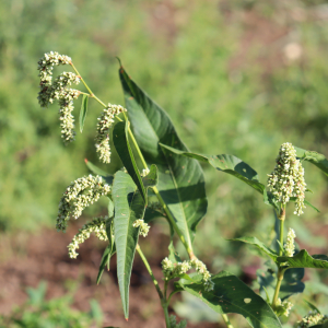 Photographie n°2538337 du taxon Persicaria lapathifolia (L.) Delarbre [1800]