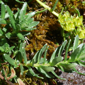 Photographie n°2538352 du taxon Saxifraga aizoides L. [1753]