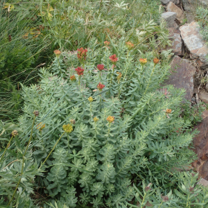 Photographie n°2538384 du taxon Rhodiola rosea L.