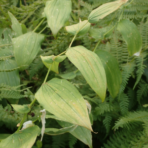 Photographie n°2538394 du taxon Streptopus amplexifolius (L.) DC.