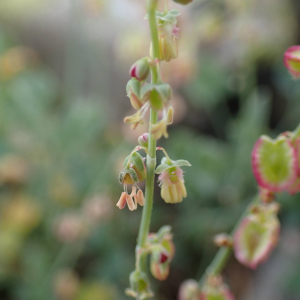 Photographie n°2538399 du taxon Rumex scutatus L.