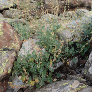 Photographie n°2538402 du taxon Rumex scutatus L.