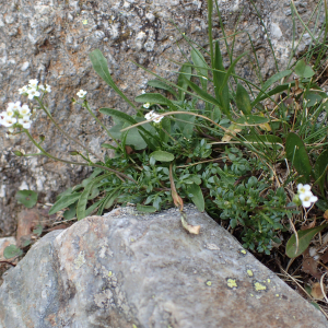 Photographie n°2538406 du taxon Hornungia alpina subsp. alpina 