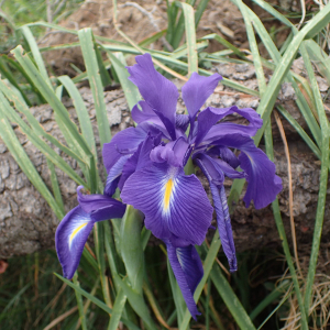 Photographie n°2538413 du taxon Iris latifolia (Mill.) Voss