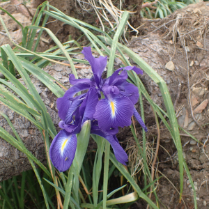 Photographie n°2538414 du taxon Iris latifolia (Mill.) Voss