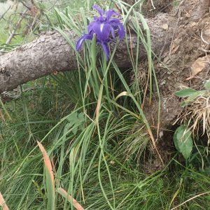 Photographie n°2538415 du taxon Iris latifolia (Mill.) Voss
