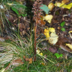 Photographie n°2538428 du taxon Neottia nidus-avis (L.) Rich. [1817]