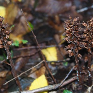 Photographie n°2538429 du taxon Neottia nidus-avis (L.) Rich. [1817]